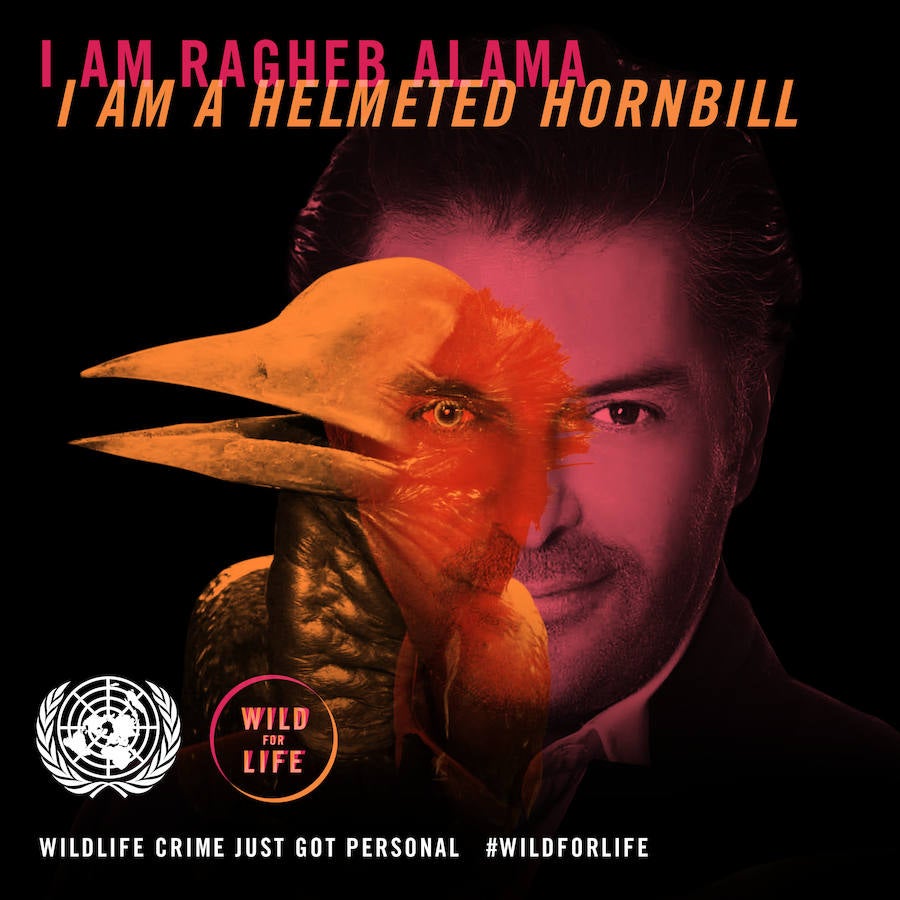 «Vuélvete salvaje por la vida»: Día Mundial del Medio Ambiente 2016. El cantante y bailarín Ragheb Alama es un cálao de yelmo