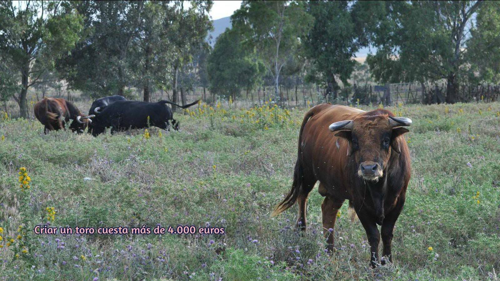 El toro bravo, rey del día Mundial del Medio Ambiente