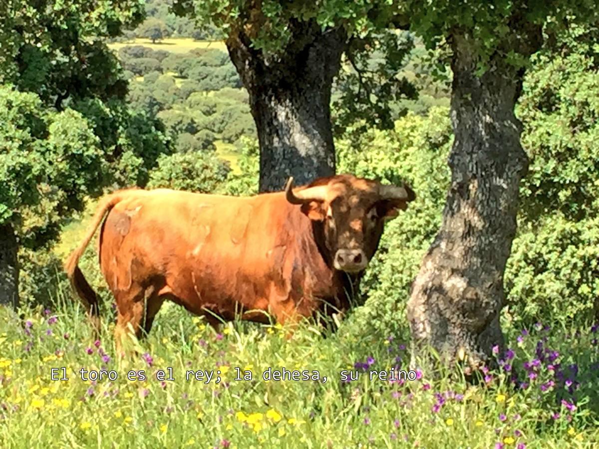 El toro bravo, rey del día Mundial del Medio Ambiente