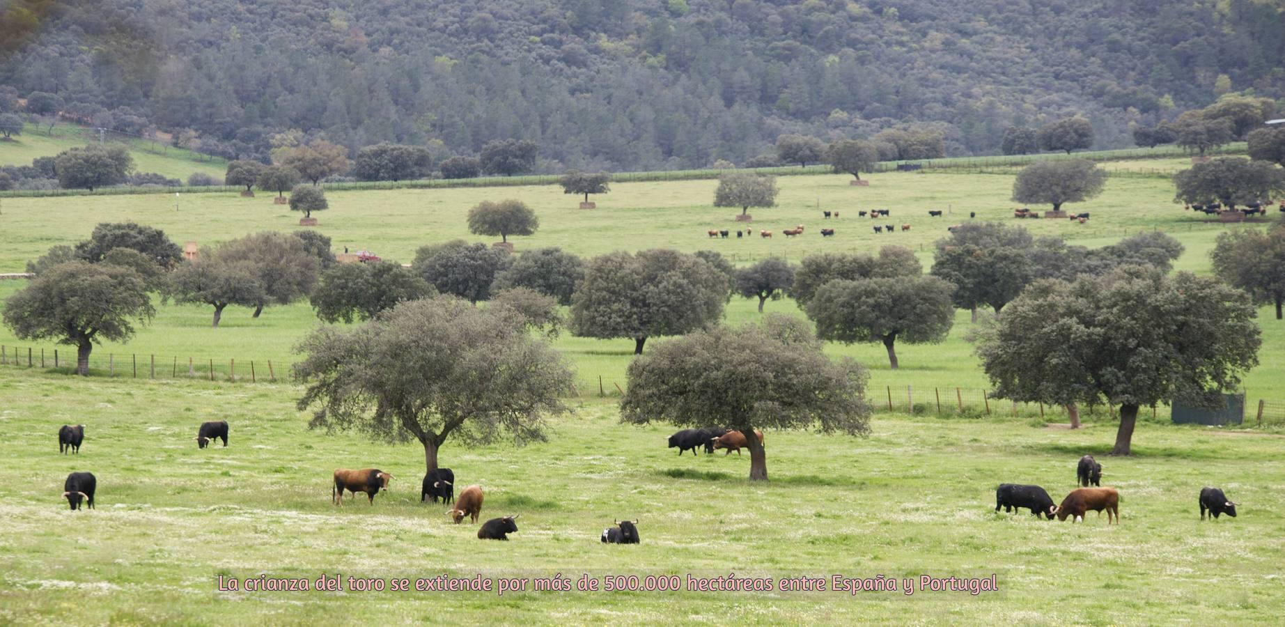 El toro bravo, rey del día Mundial del Medio Ambiente