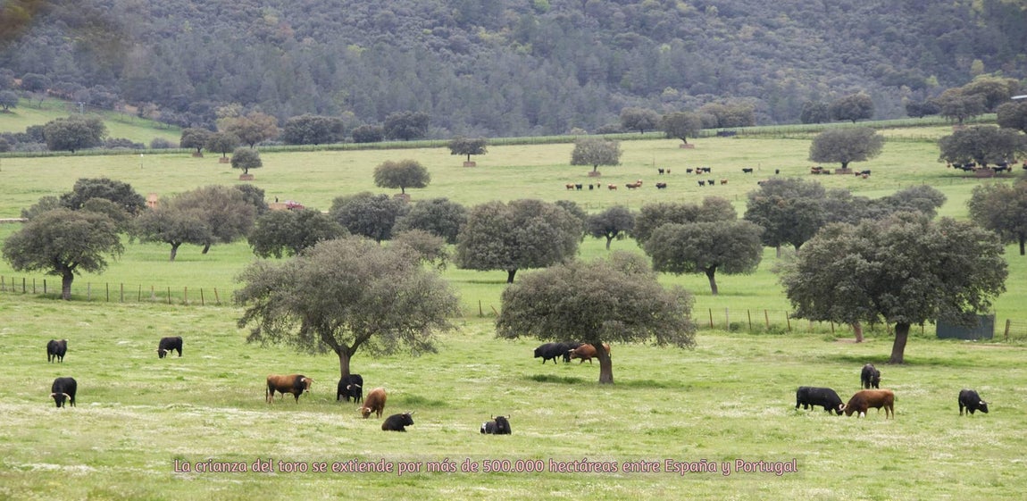 El toro bravo, rey del día Mundial del Medio Ambiente