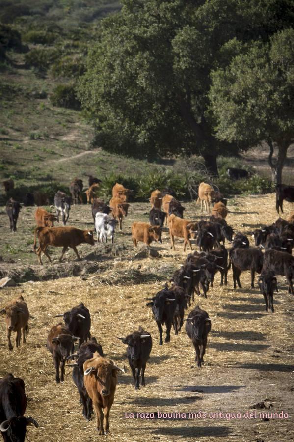 El toro bravo, rey del día Mundial del Medio Ambiente