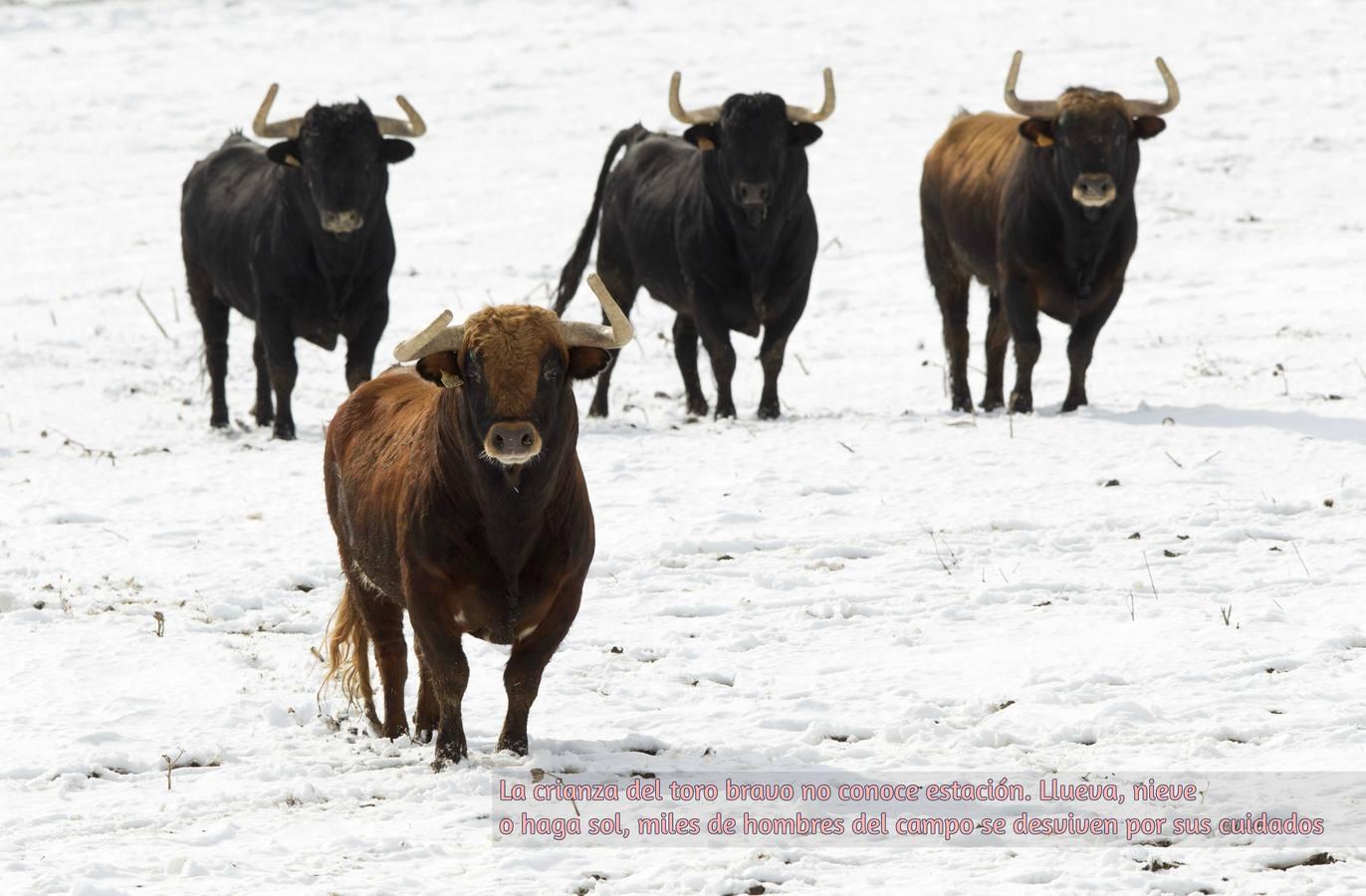 El toro bravo, rey del día Mundial del Medio Ambiente