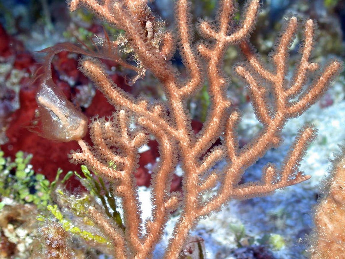 Una vasta y prístina red de arrecifes de coral en Filipinas. 