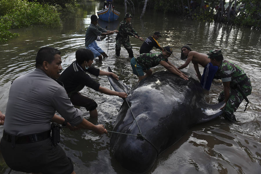 Varamiento masivo de 32 ballenas piloto en la costa de Indonesia