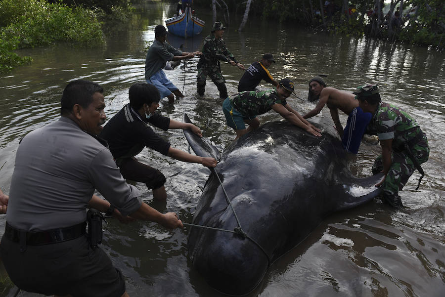 Varamiento masivo de 32 ballenas piloto en la costa de Indonesia. 