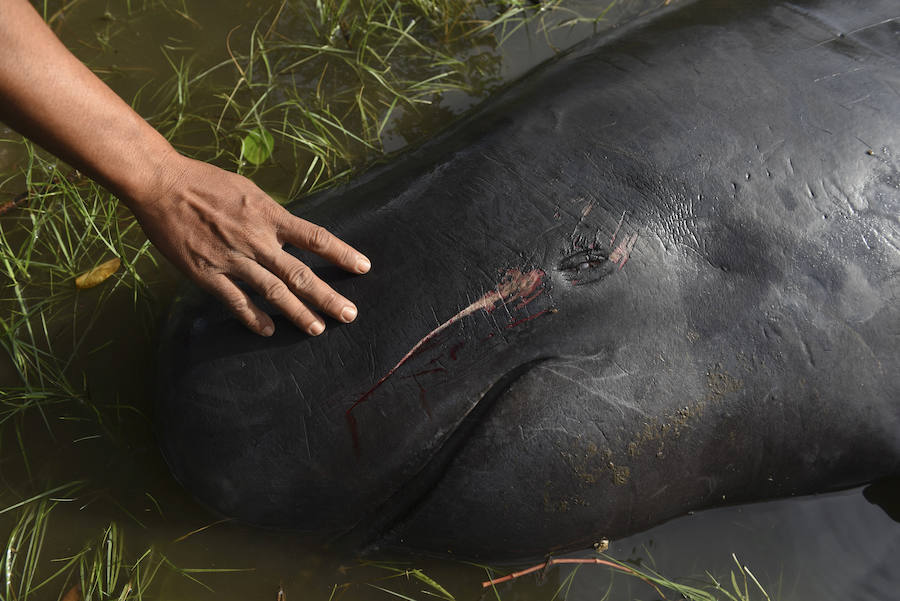 Varamiento masivo de 32 ballenas piloto en la costa de Indonesia. 