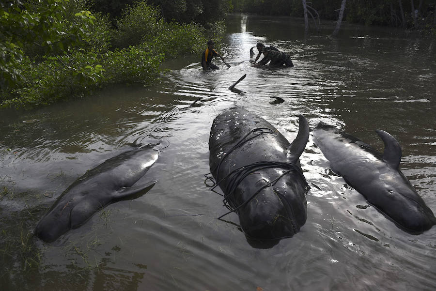 Varamiento masivo de 32 ballenas piloto en la costa de Indonesia. 