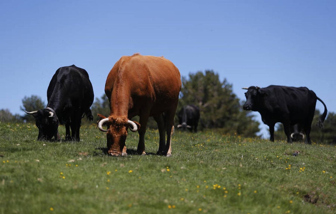 20. Vacas en los alrededores de Rascafría