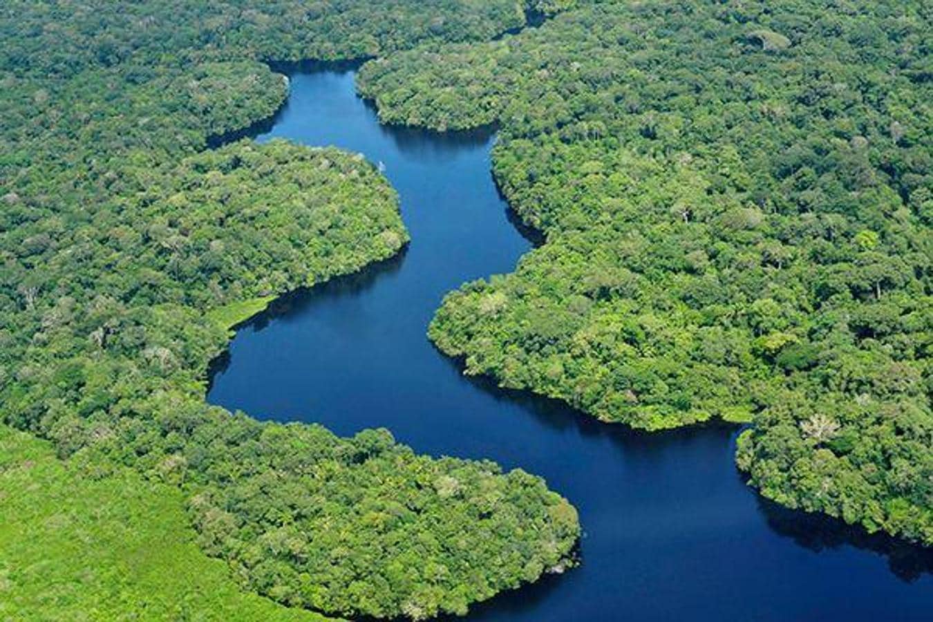 Día Internacional de los Bosques Tropicales: Curiosidades