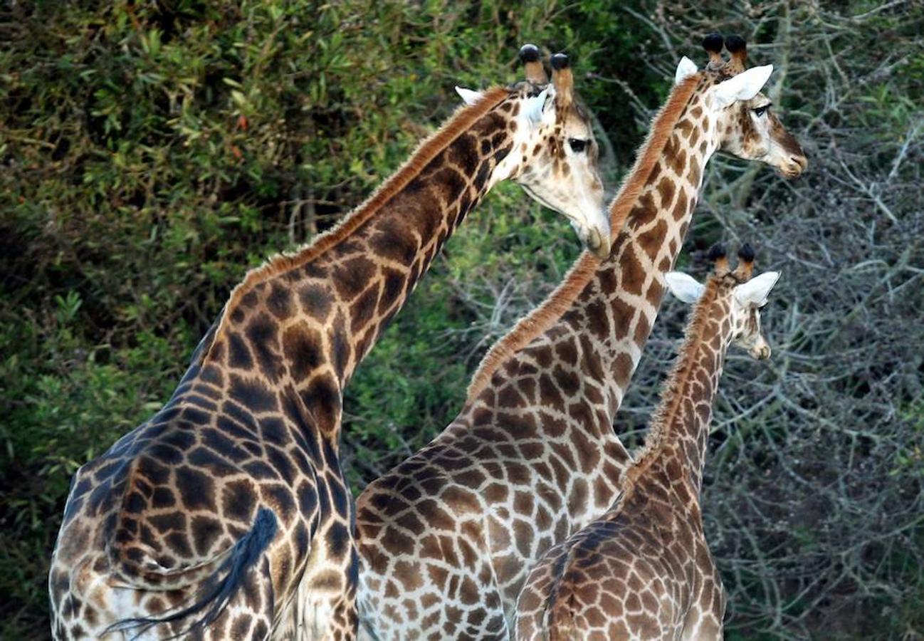 Día Mundial de la Jirafa: Curiosidades. En ocasiones se ve obligada a luchar con otras jirafas usando la cabeza para defenderse. En cambio, cuando se enfrenta a sus depredadores usa las patas como armas.