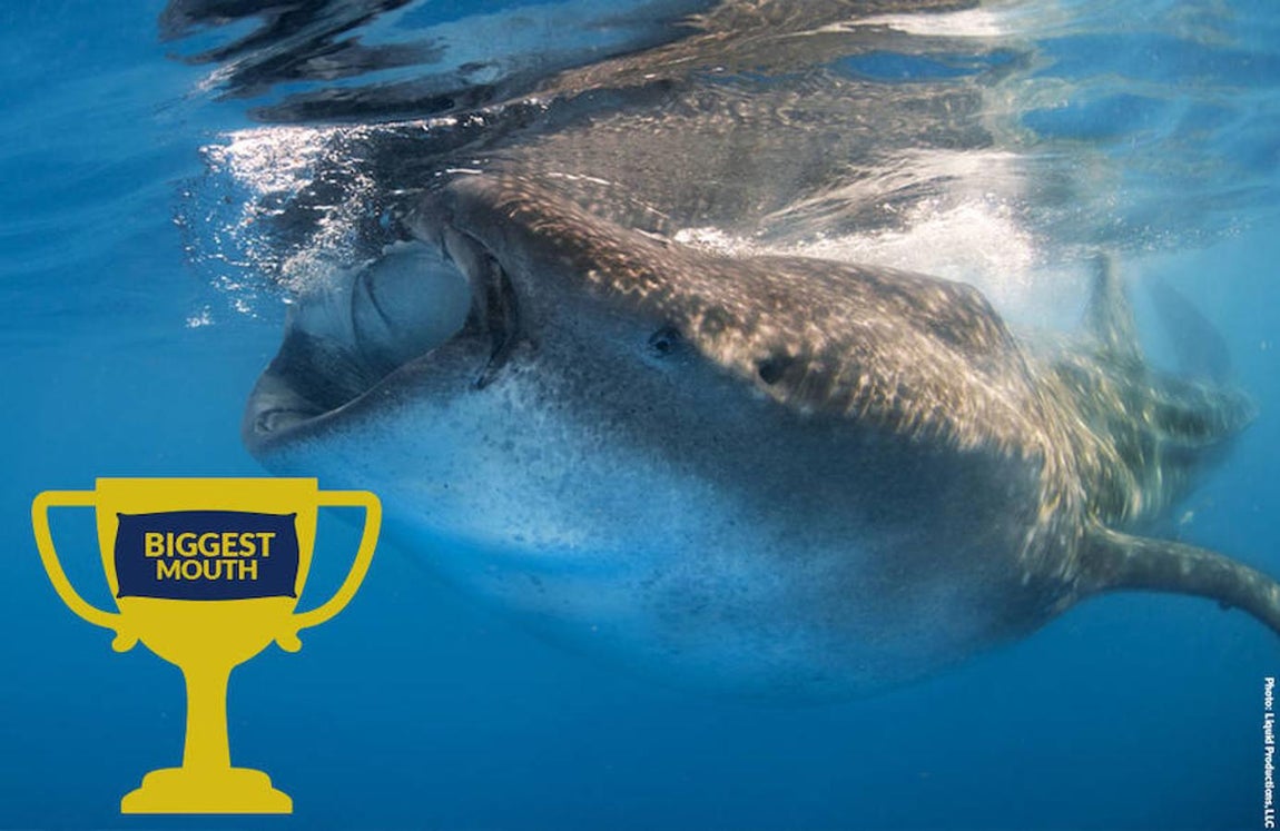 Ocho asombrosos tiburones. El tiburón ballena posee la boca más grande: 153 centímetos de ancho para albergar 300 filas de diminutos dientes, aunque no los usa para alimentarse, dado que emplea las agallas para filtrar el agua del que obtiene el plancton.