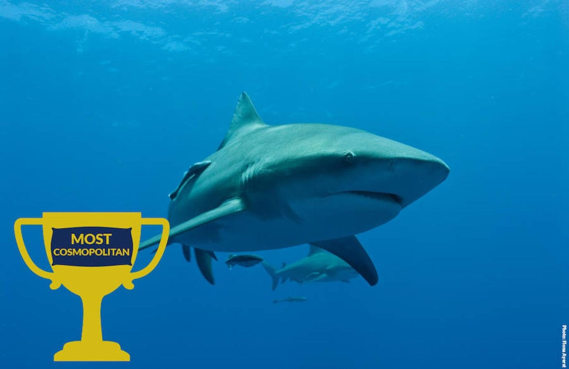 Ocho asombrosos tiburones. Oceana destaca al tiburón toro como el «Más cosmpolita» de su especie: es capaz de navegar tanto por aguas dulces como saladas gracias a sus super pulmones.