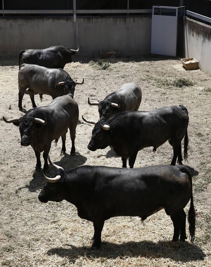 Imágenes de los toros de Escolar y Cebada para San Fermín