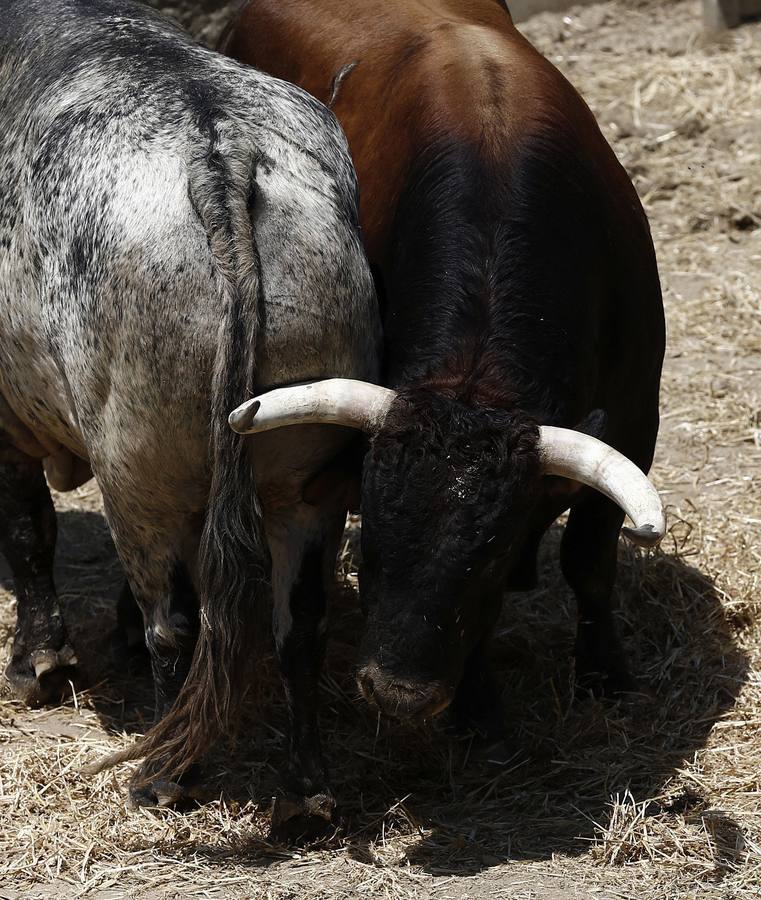 Imágenes de los toros de Escolar y Cebada para San Fermín