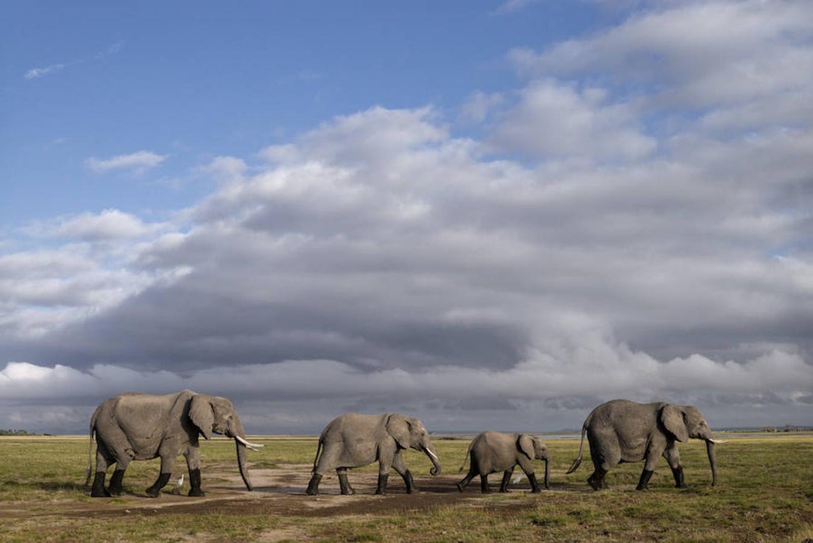 1. KENIA, AMBOSELI - Febrero 2016: Elefantes en el Amboseli National Park.(Photo by Alvaro Ybarra Zavala). 