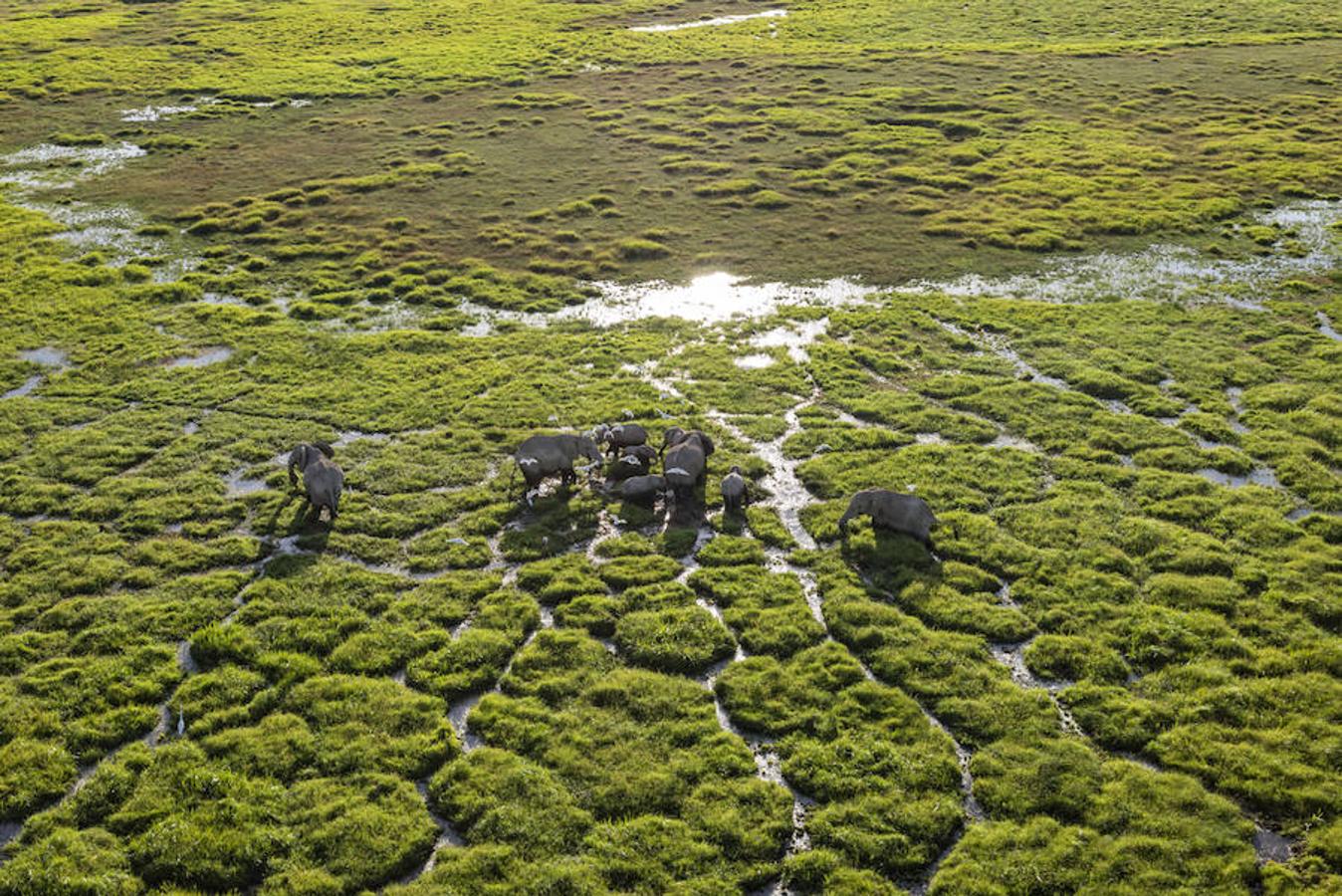 8. KENIA, AMBOSELI - Febrero 2016: Elefantes, en el Amboseli National Park.(Photo by Alvaro Ybarra Zavala). 