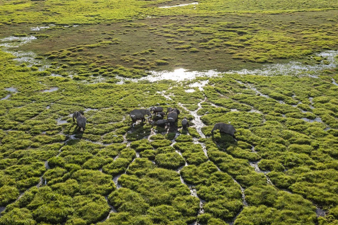 8. KENIA, AMBOSELI - Febrero 2016: Elefantes, en el Amboseli National Park.(Photo by Alvaro Ybarra Zavala). 