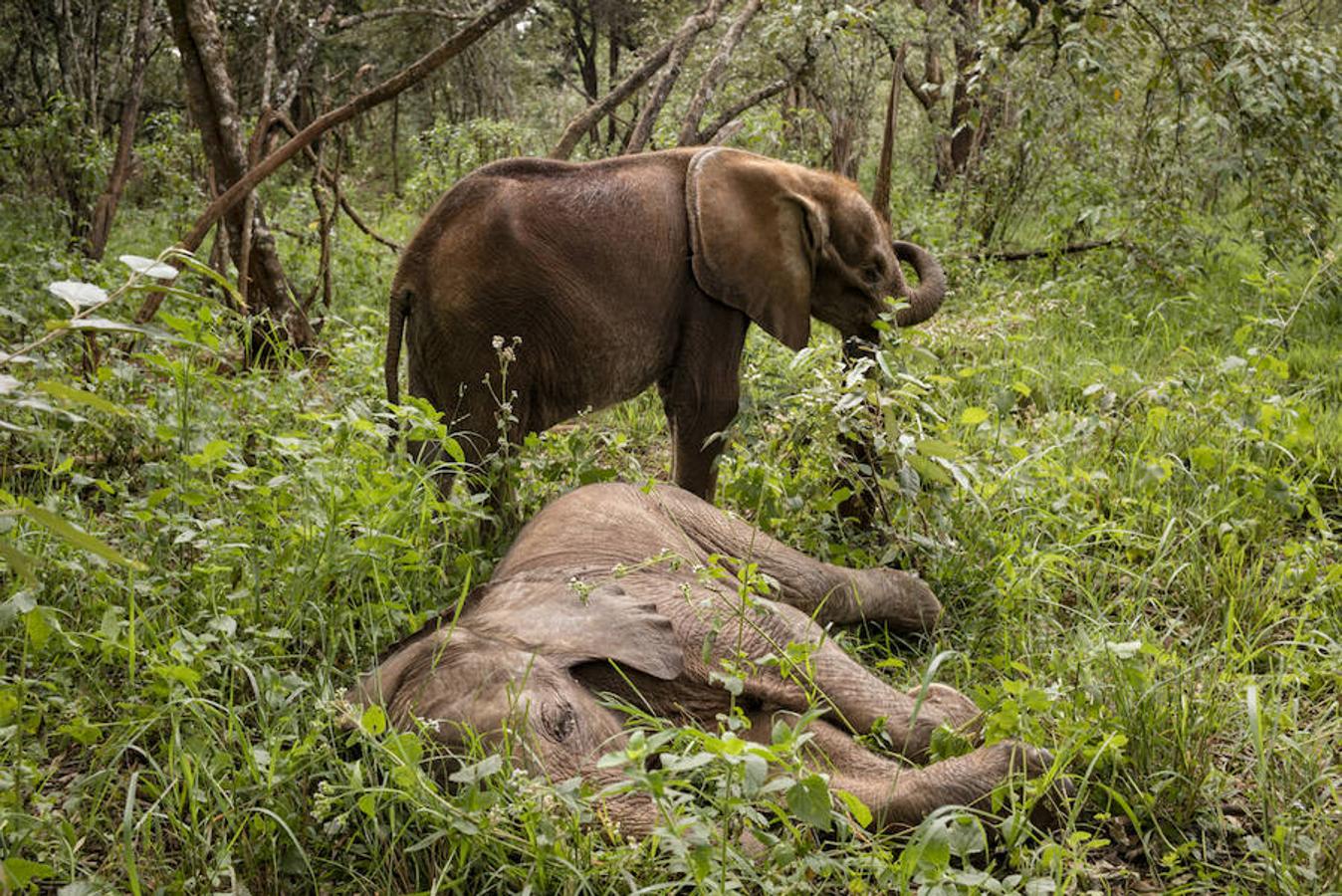 12. NAIROBI, KENIA - Febrero 2016: Dos elefantes en el National Park Nairobi. ( Photo by Alvaro Ybarra Zavala). 