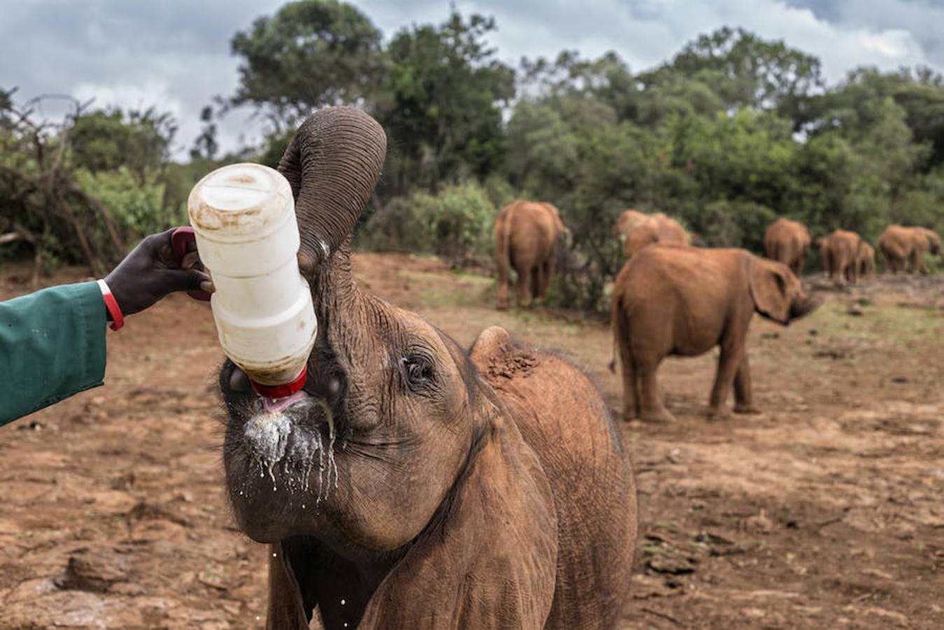 15. NAIROBI, KENIA - Febrero 2016: Un cuidador alimenta a un bebé elefante en el National Park Nairobi. ( Photo by Alvaro Ybarra Zavala). 