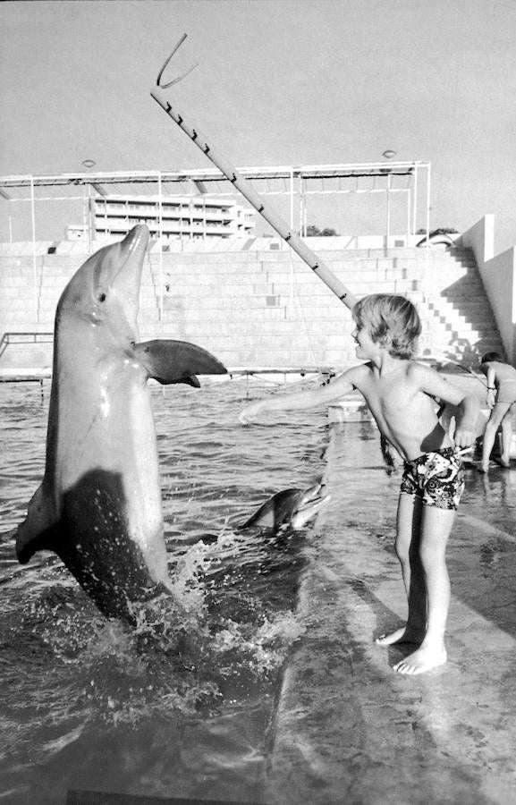 Don Felipe, en 1974, en un zoológico mallorquín jugando con los delfines. 