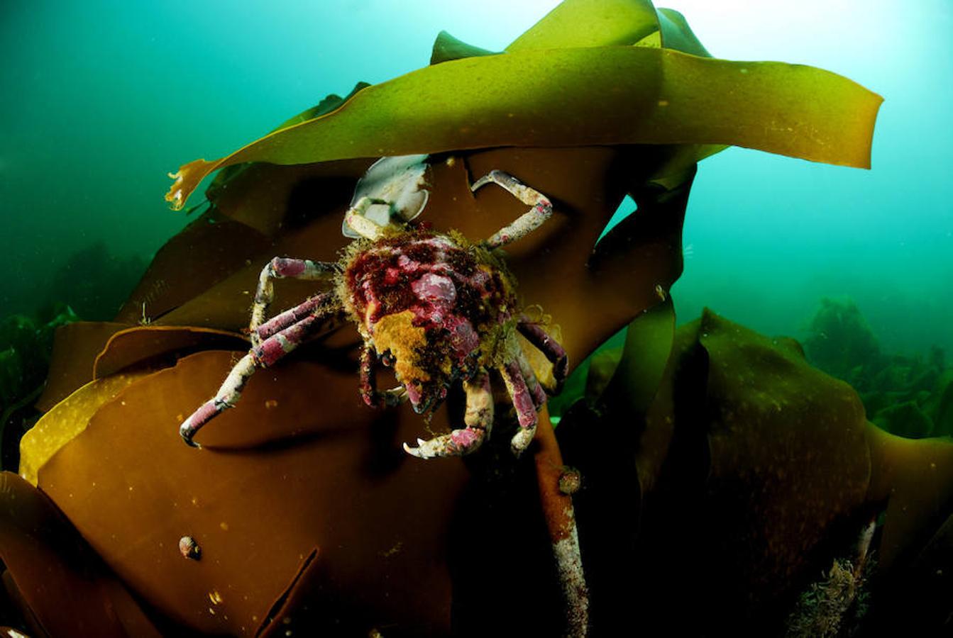 La elevada biodiversidad del Mar del Norte. Oceana completaba a principios de mes la etapa británica de una expedición de ocho semanas por el Mar del Norte.