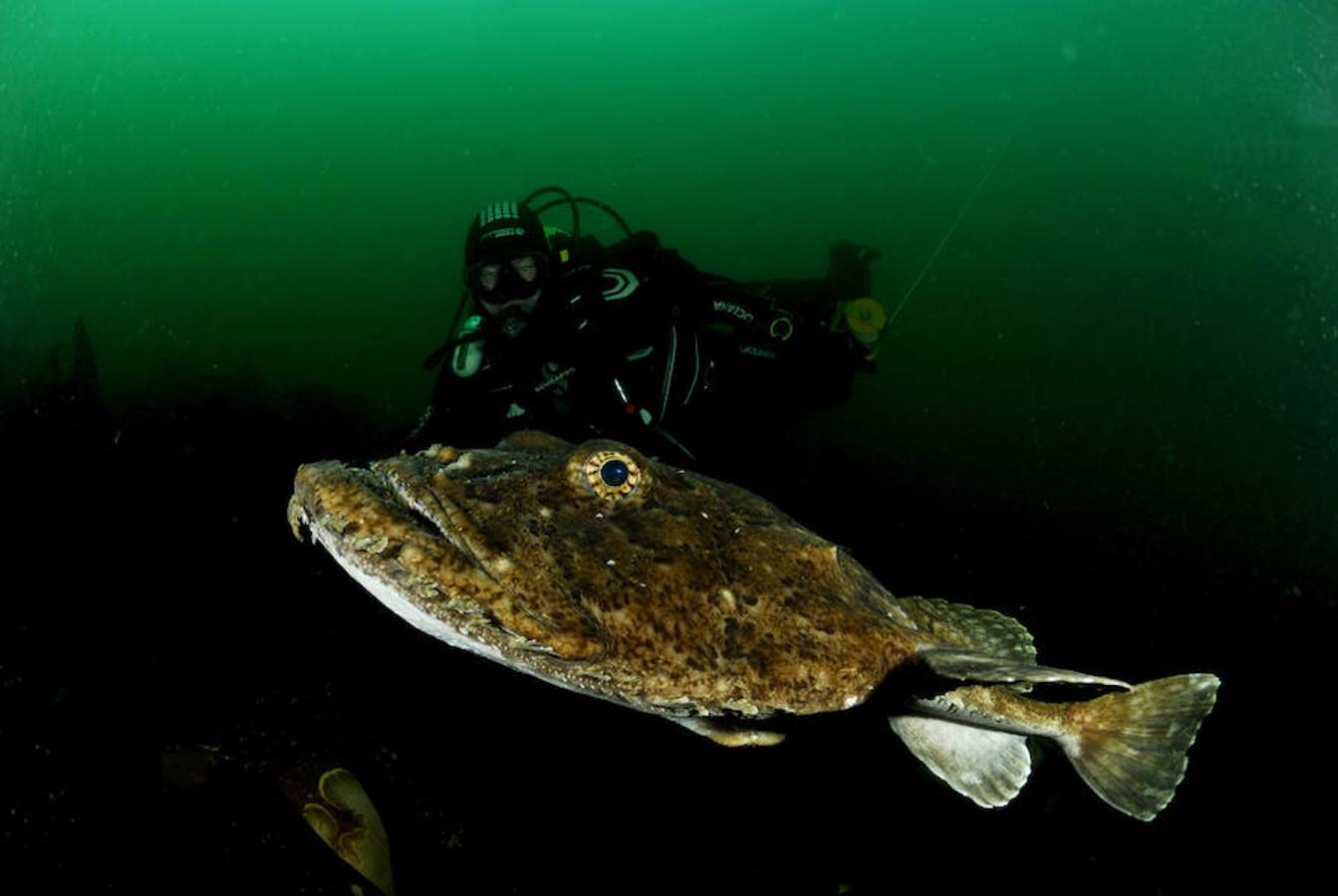 La elevada biodiversidad del Mar del Norte. El objetivo es reunir datos que documenten la importancia biológica de las zonas estudiadas, la investigación servirá de base de nuevas propuestas para crear o ampliar áreas marinas protegidas y reforzar su gestión.