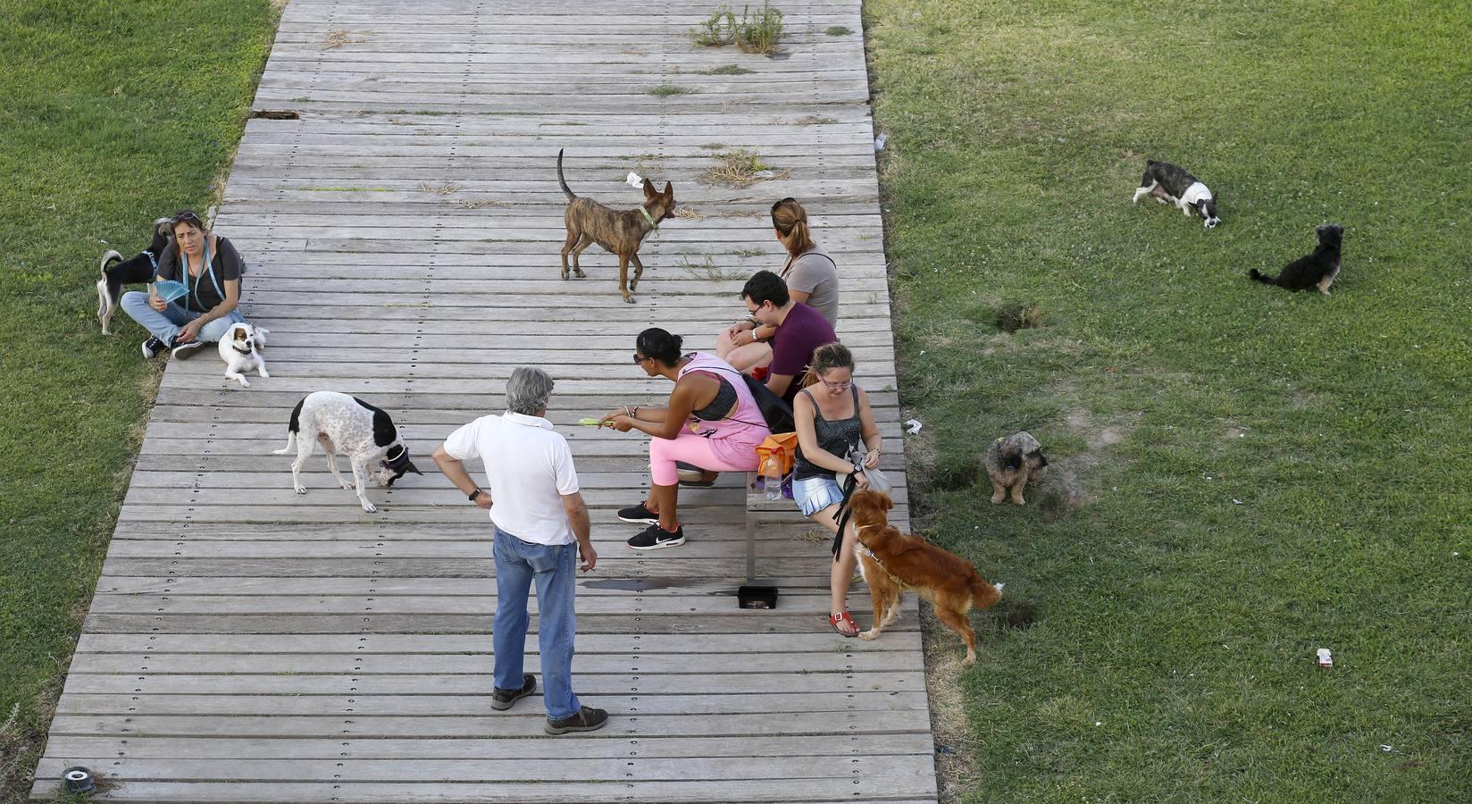 En imágenes, un solaz de frescor junto al río