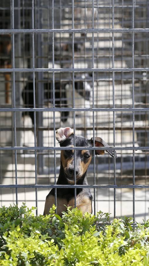 En imágenes, los perros que buscan familia en el CECA