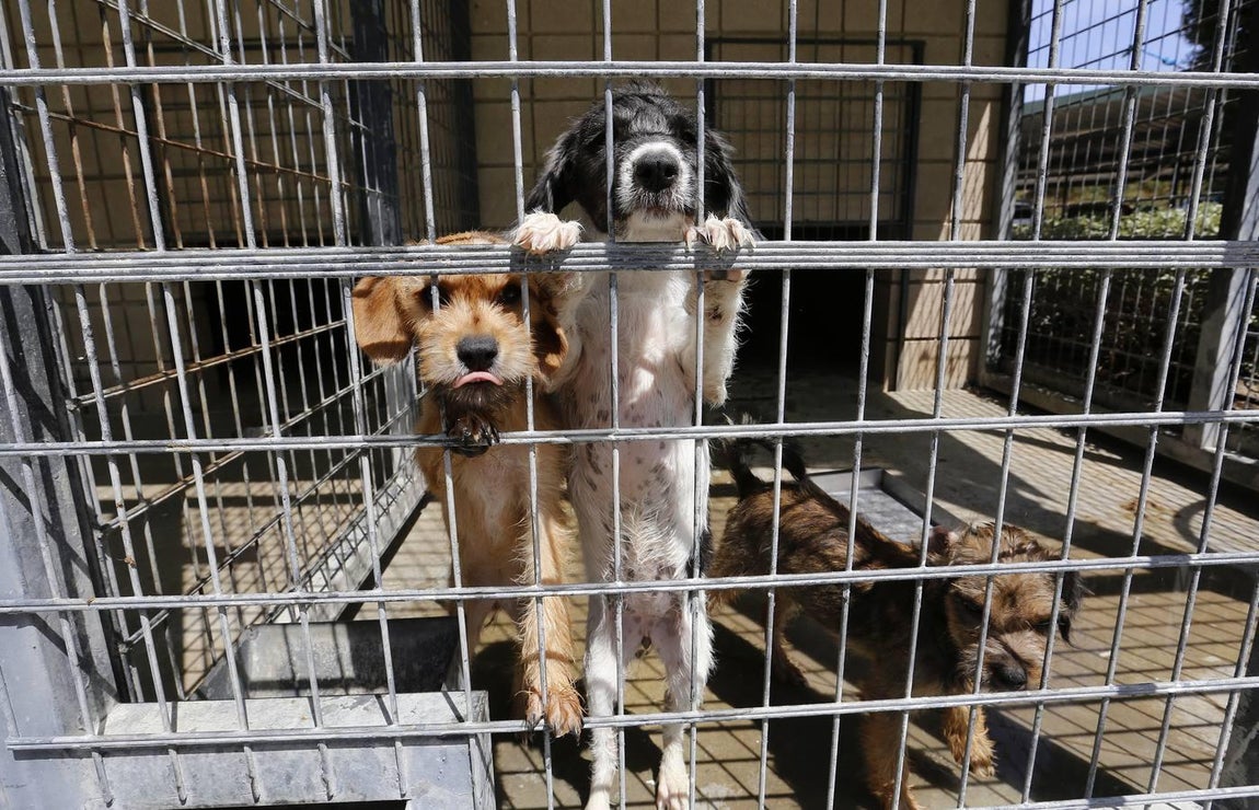 En imágenes, los perros que buscan familia en el CECA