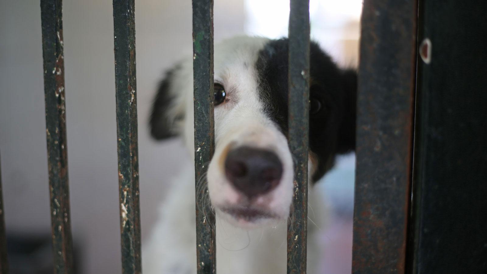 Los animales del Zoosanitario que buscan una familia