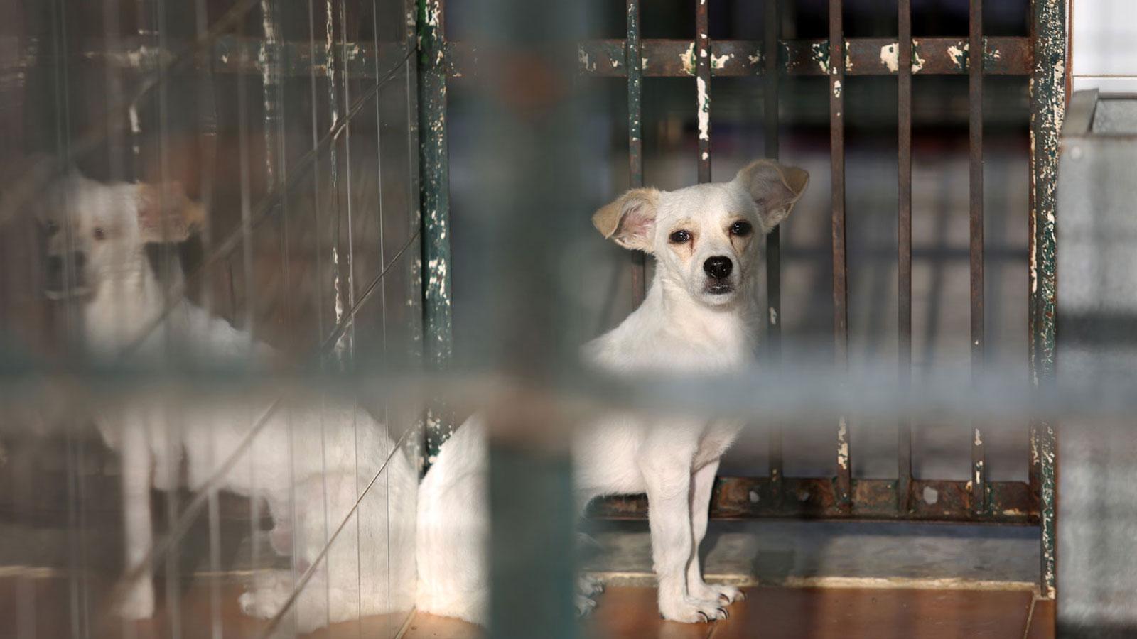 Los animales del Zoosanitario que buscan una familia