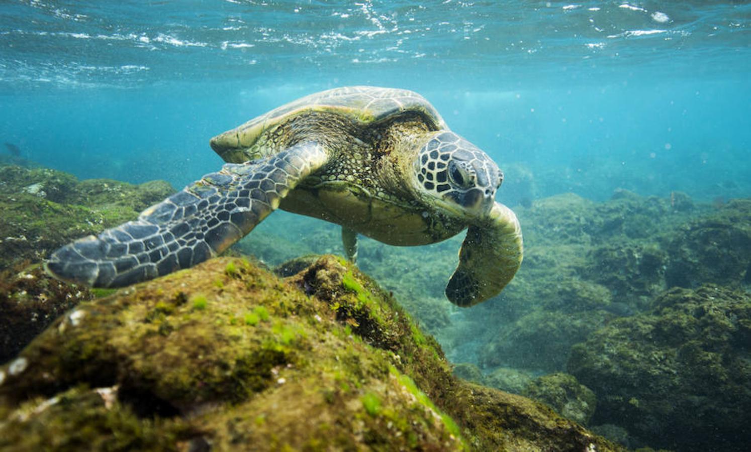 Tortuga en uno de los atolones de Monumento Nacional Papahanaumokuakea, en el archipiélago de Hawai, Estados Unidos.. 