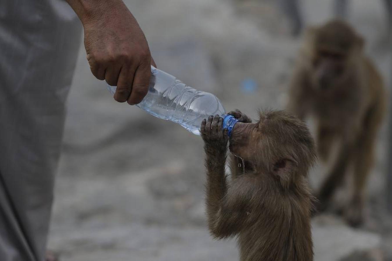 Un hombre da agua a un mono durante su visita al Monte Al-Noor