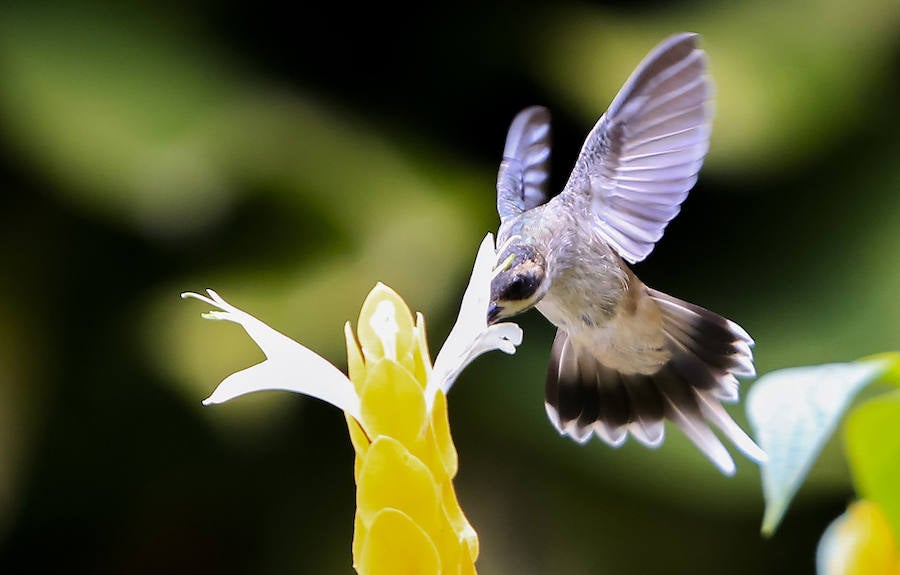Colibríes: hermosas aves relacionadas con la fertilidad... y la guerra. Pueden defender sus áreas de alimentación (colibríes territoriales) o pueden usar las flores que se encuentran recorriendo rutas de forrajeo (colibríes ruteros).