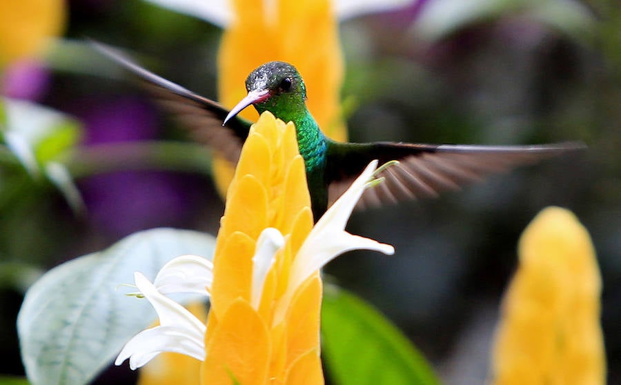 Colibríes: hermosas aves relacionadas con la fertilidad... y la guerra. Son aves astutas y su estilo de vida depende de su visión. Poseen uno de los cerebros más grandes entre las aves: representa el 42% de su peso corporal, que puede ser de entre 2 gramos (como la especie Mellisuga helenae) hasta los 24 g (como el caso de Patagona gigas)