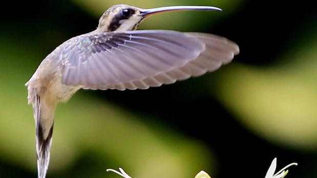 Colibríes: hermosas aves relacionadas con la fertilidad... y la guerra