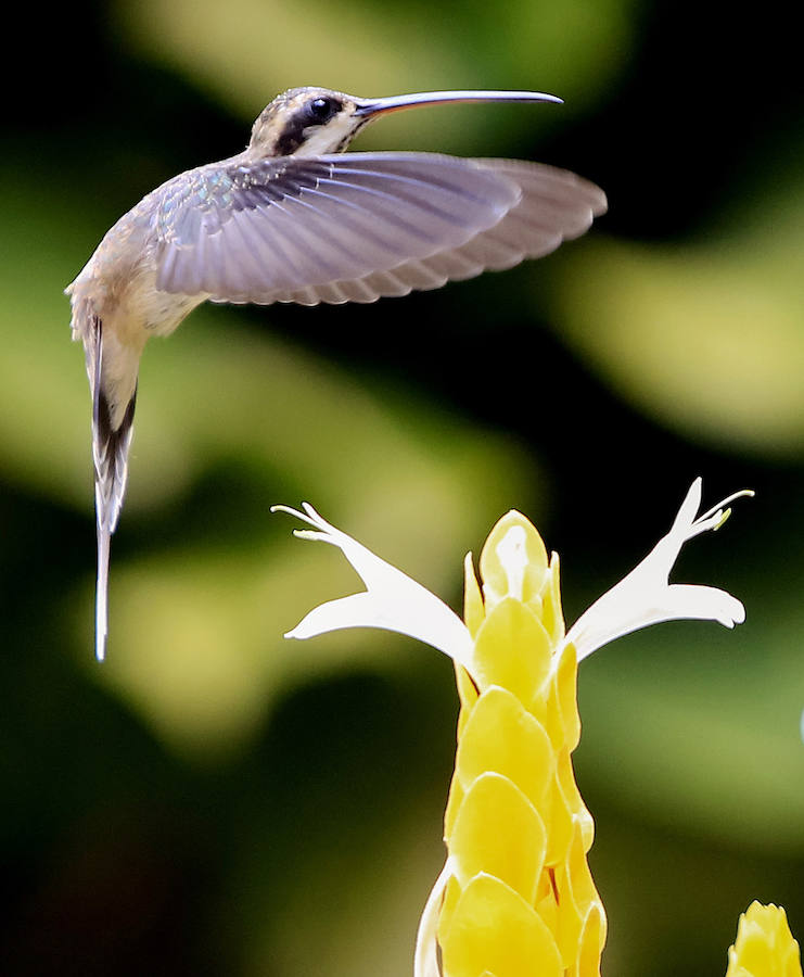 Colibríes: hermosas aves relacionadas con la fertilidad... y la guerra. Poseen una de las temperaturas corporales más altas dentro del grupo de los animales de sangre caliente: 40ºC. Su metabolismo les impide estar más de 10 minutos sin comer.