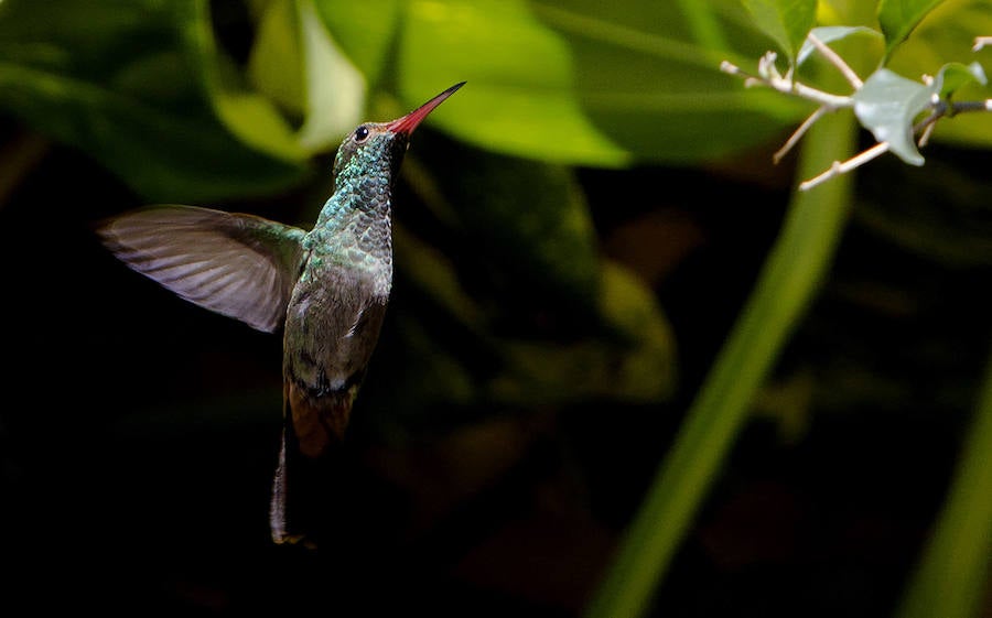 Colibríes: hermosas aves relacionadas con la fertilidad... y la guerra. Se distinguen por su asombrosa capacidad de vuelo. Sus poderosos músculos pectorales están extremadamente desarrollados (puede representar el 30% de su masa corporal) que les permiten batir sus alas muy rápido: 80 aleteos por segundo (y hasta 200 cuando realizan maniobras durante el cortejo). Pueden mantenerse suspendidos en el aire y volar en cualquier dirección.
