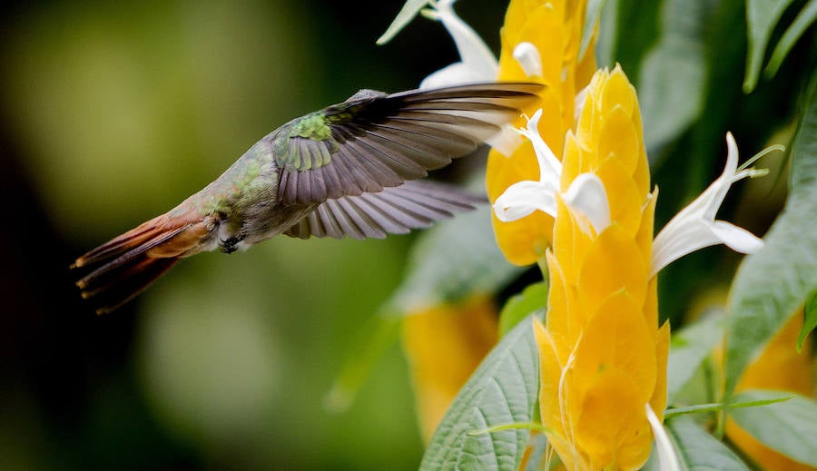 Colibríes: hermosas aves relacionadas con la fertilidad... y la guerra. En algunas culturas, como la mexicana, se asocian con deidades de la fertilidad y la guerra. Y les otorgan propiedades mágicas y curativas.