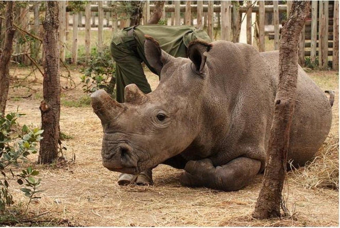 Vietnam emprenderá medidas urgentes para combatir el tráfico ilegal de cuerno de rinoceronte. El Primer Ministro de Vietnam, Nguyen Xuan Phuc, acaba de anunciar que su Gobierno aprobará una directriz para emprender medidas urgentes con el objetivo de prevenir y combatir el tráfico ilegal de especies y en particular de cuerno de rinoceronte, informa el Fondo Mundial para la Naturaleza (WWF)