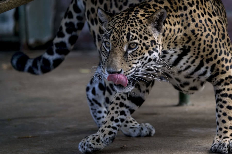 Un zoo de Nicaragua necesita ayuda para cuidar de su millar de ejemplares de 90 especies