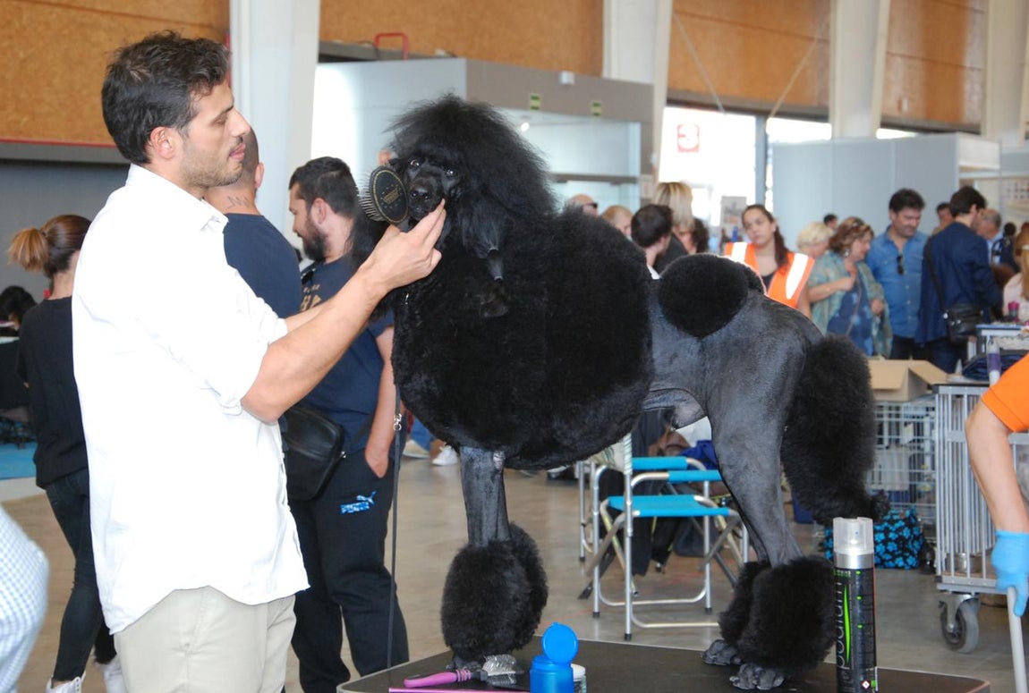 Más de 3.500 perros en la Exposición Internacional Canina de Otoño de Talavera