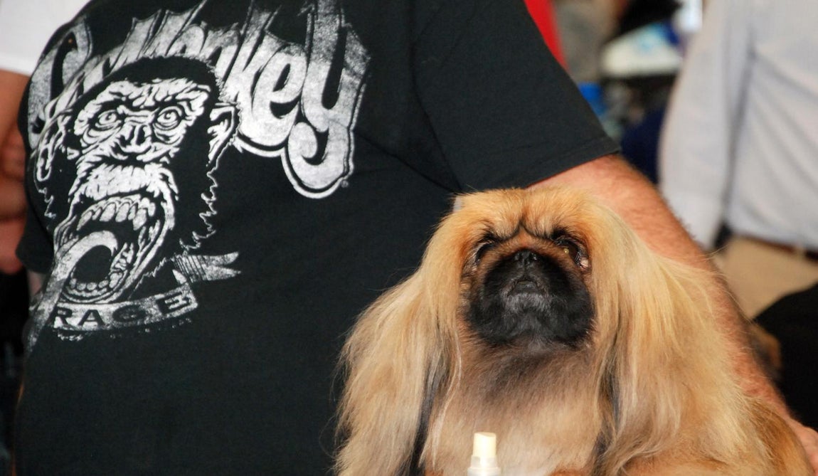 Más de 3.500 perros en la Exposición Internacional Canina de Otoño de Talavera