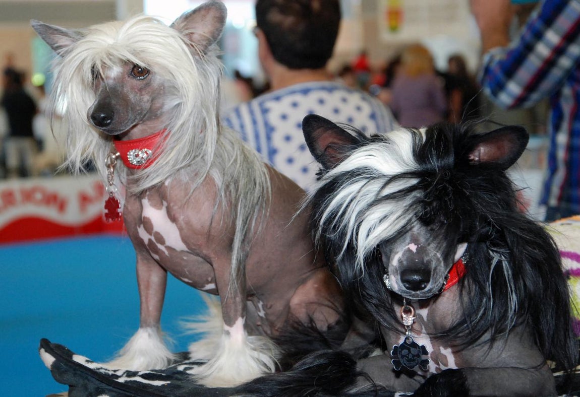 Más de 3.500 perros en la Exposición Internacional Canina de Otoño de Talavera