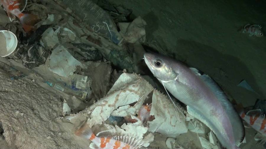 Océanos: ¿una bomba de relojería tóxica?. Cada año llegan a los mares y los océanos ocho millones de toneladas de basura. Tal cantidad de residuos equivale al peso de 800 Torre Eiffel o 14.285 Airbus A380 (el avión de pasajeros más grande del mundo). Y podría cubrir, también, 34 veces la neoyorquina isla de Manhattan.