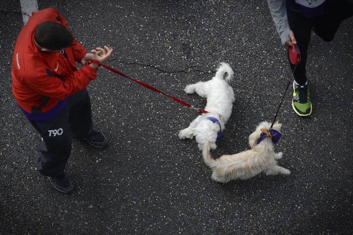 Los canes y sus amos han corrido juntos por el centro de Madrid con el objetivo de concienciar de la necesidad de ofrecer un trato digno a los animales