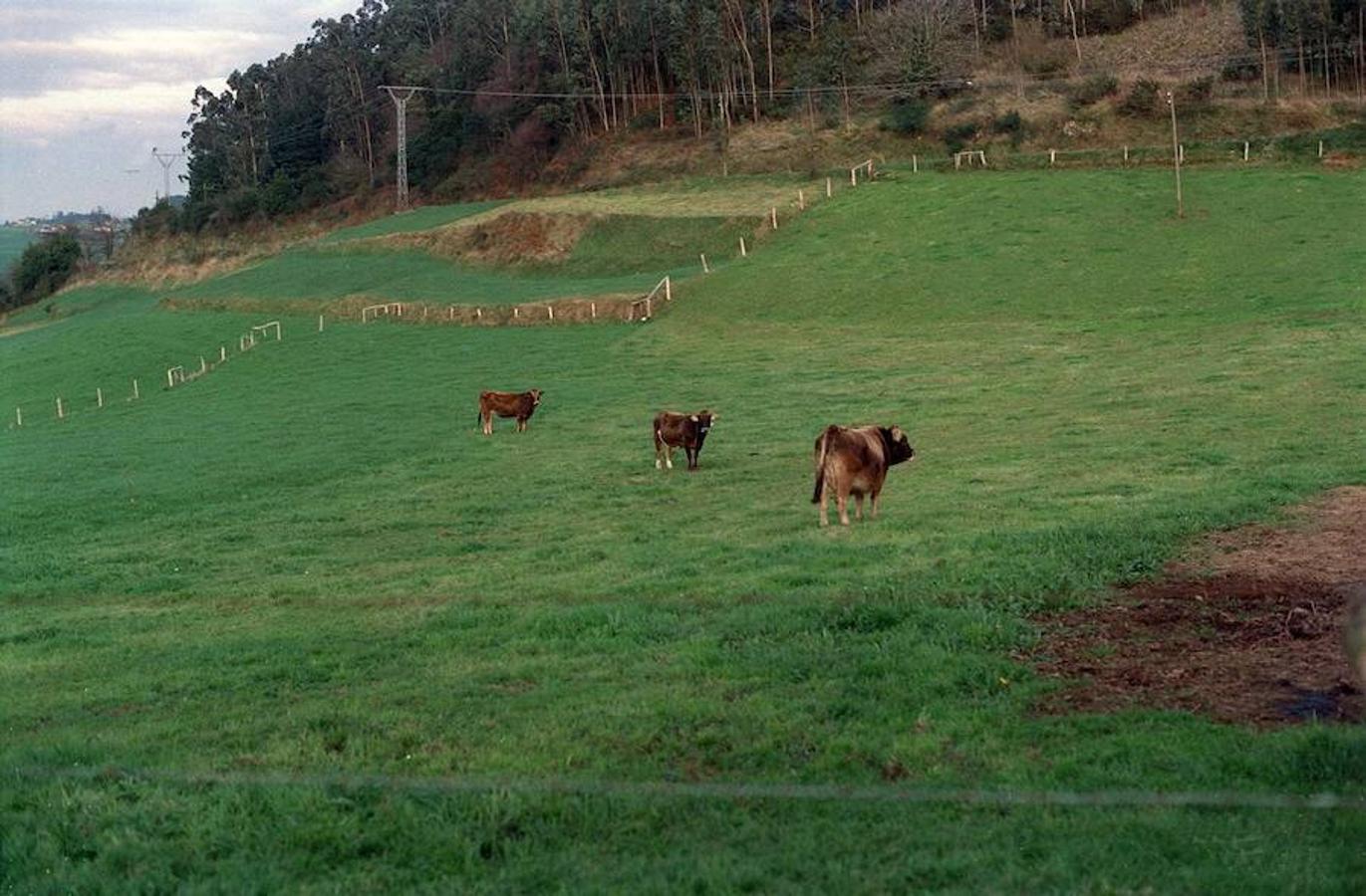 Fauna y vegetación. La historia de Villanueva sigue los mismos caminos que la de sus concejos vecinos de San Martín y Santa Eulalia, durante las etapas prehistóricas, la edad antigua y la edad media hasta 1137, fecha en la que pasa a ser coto abadengo.