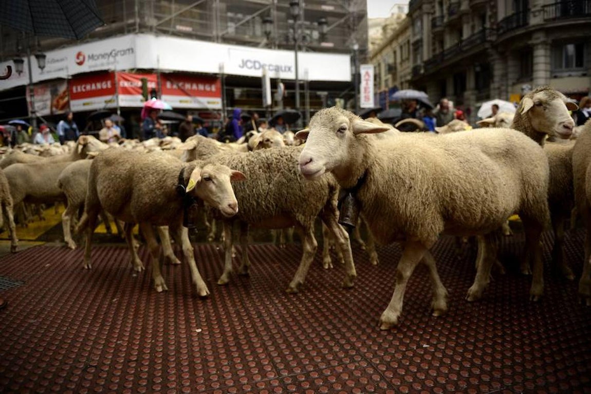 Un rebaños de ovejas en Gran Vía.. 