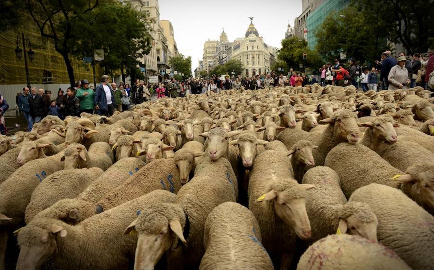 Los ganados de ovejas por el centro de Madrid.. 